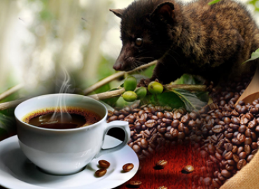 Process of processing Vietnamese weasel coffee